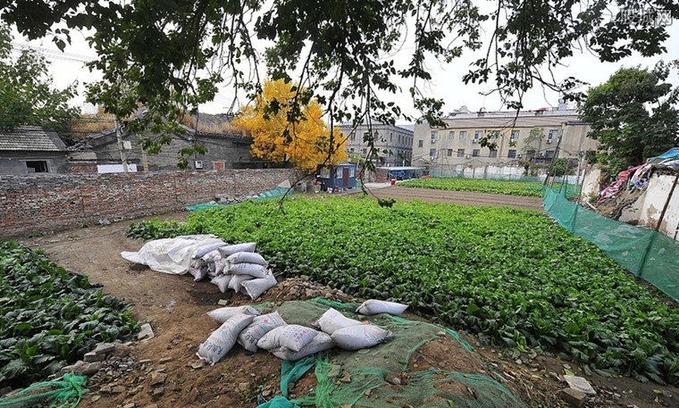 朝阳区北菜园危改重塑社区，打造宜居新面貌最新进展报道