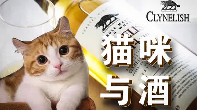 探索猫咪世界的全新体验，最新猫咪破解版独家呈现